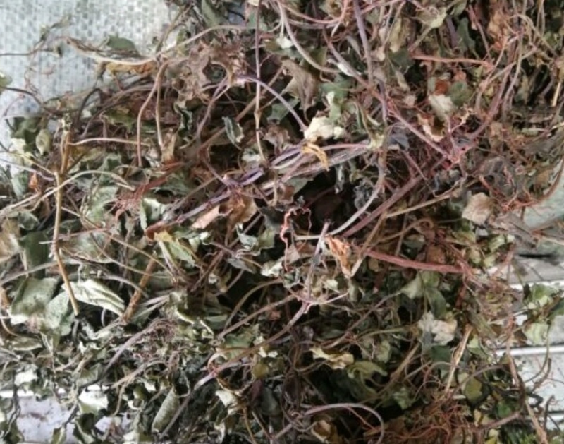 金钱草