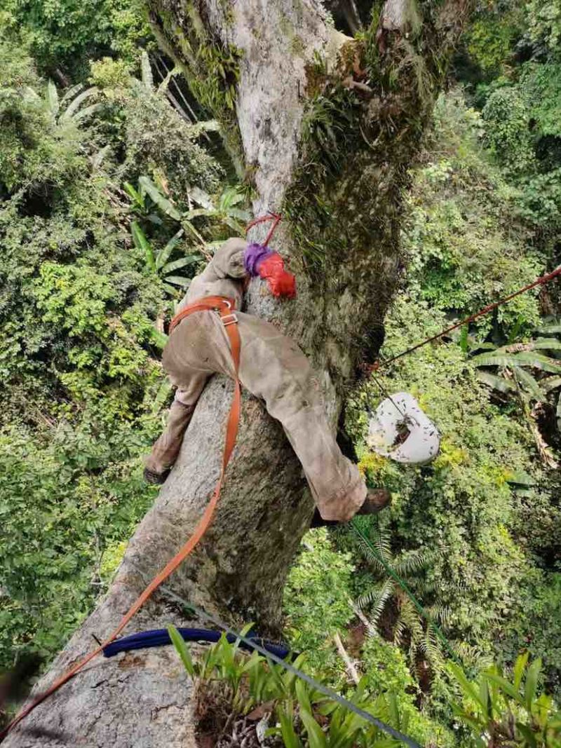云南蜂蜜野生大挂蜂蜜大排蜜一手货源量大联系