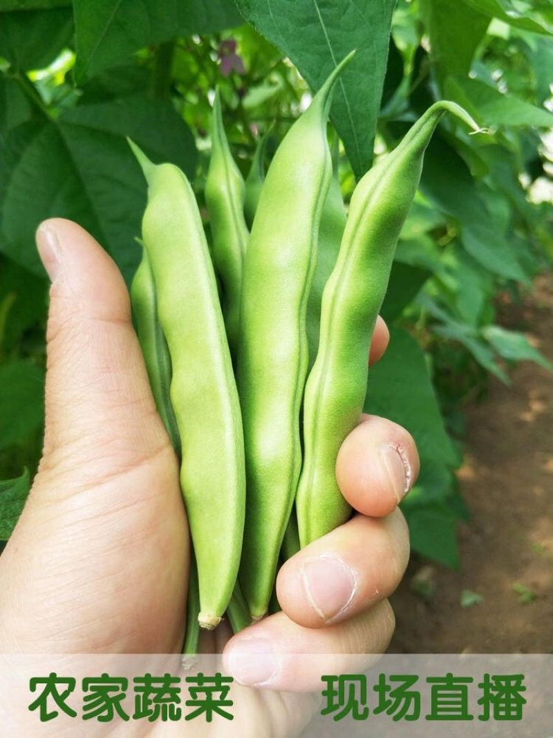 东北油豆角