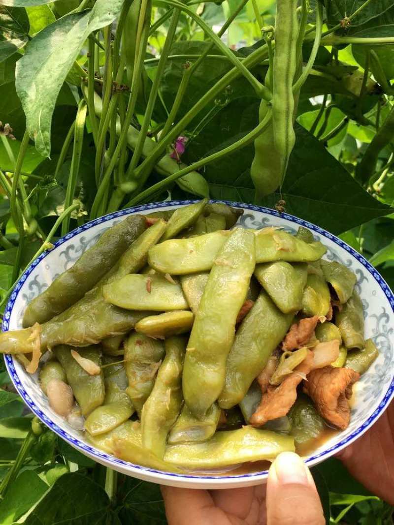 东北油豆角