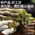安徽霍山铁皮石斛
