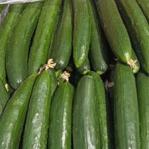 油皮绿瓤黄瓜，产地直销，大量有货，欢迎各位老板咨询