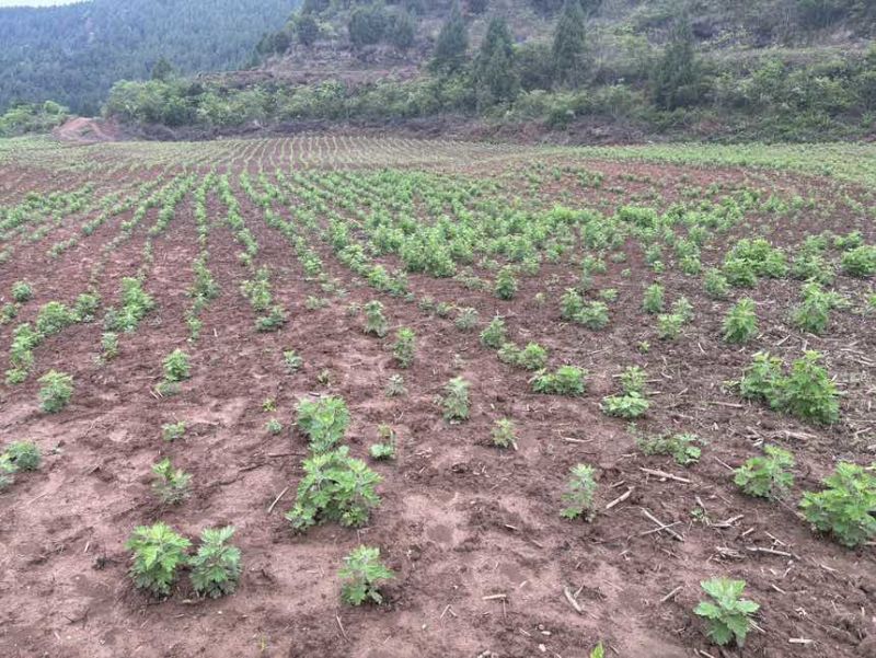 端午鲜艾品质保证量大从优