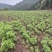 端午鲜艾品质保证量大从优