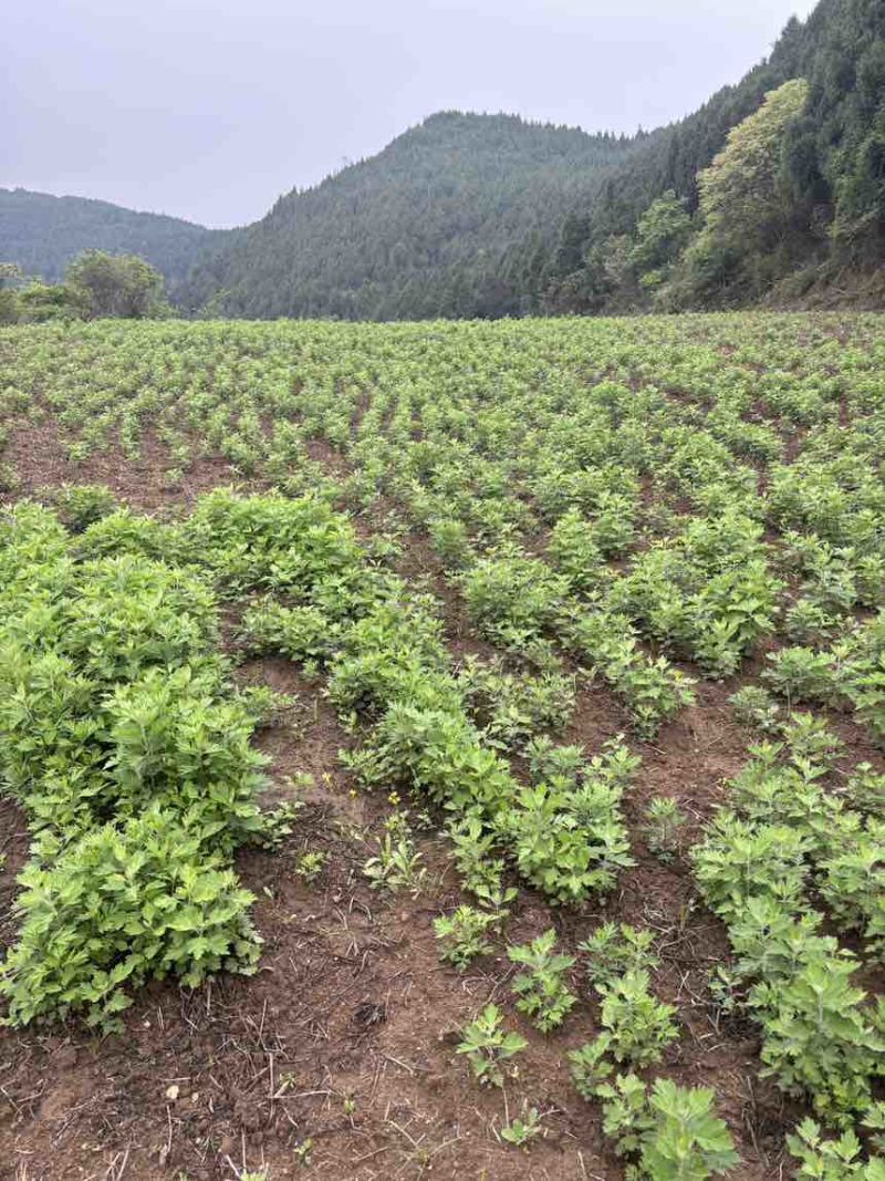 端午鲜艾品质保证量大从优