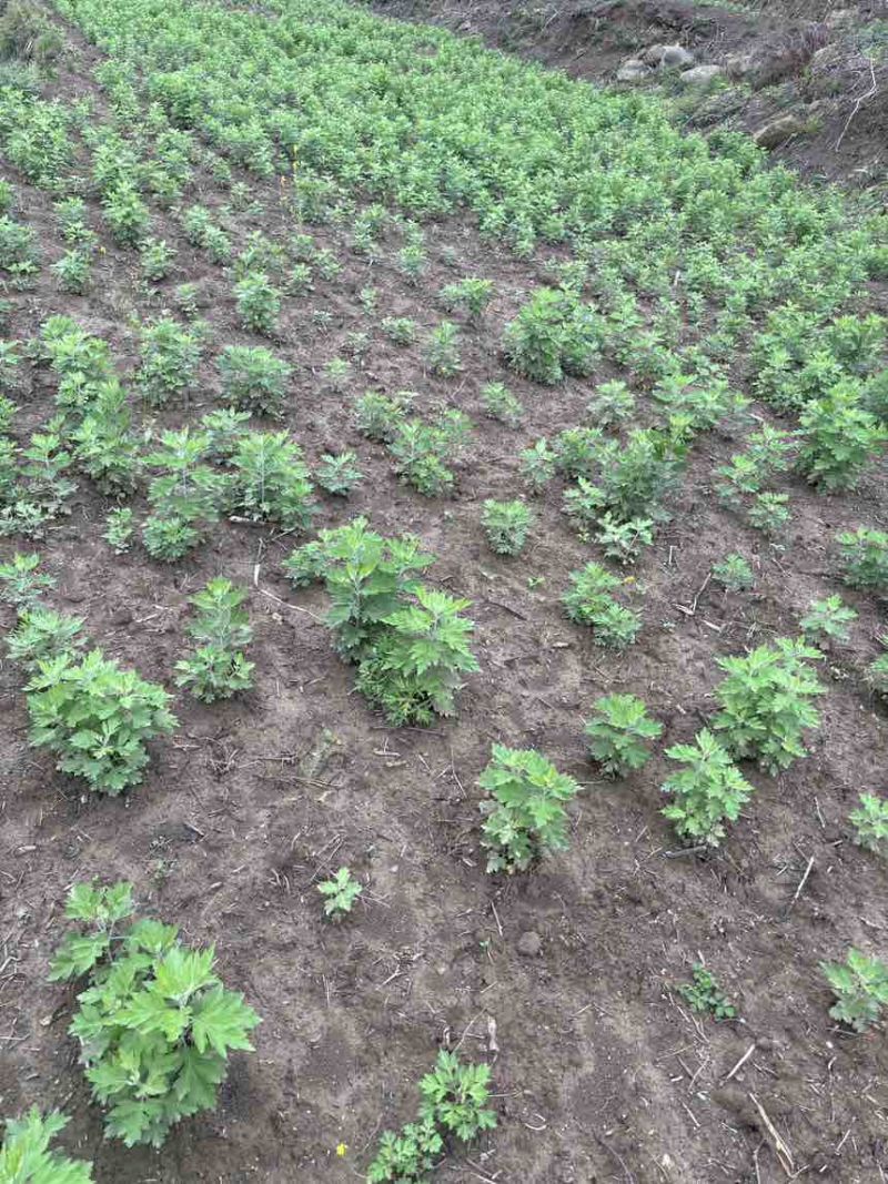 端午鲜艾品质保证量大从优