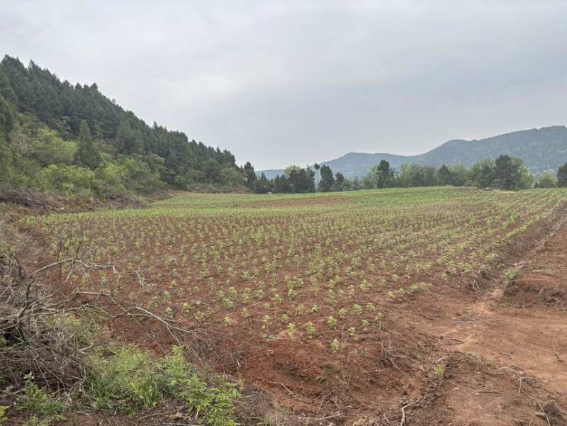 端午鲜艾品质保证量大从优