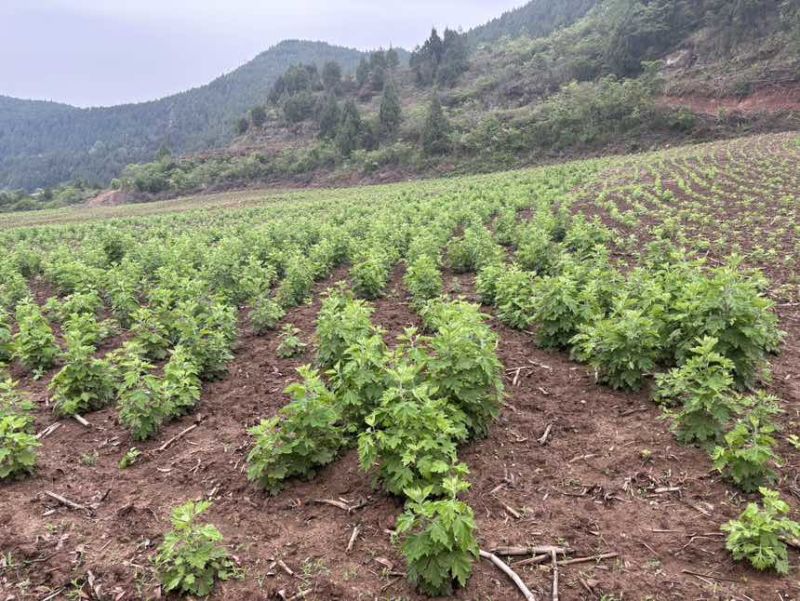端午鲜艾品质保证量大从优