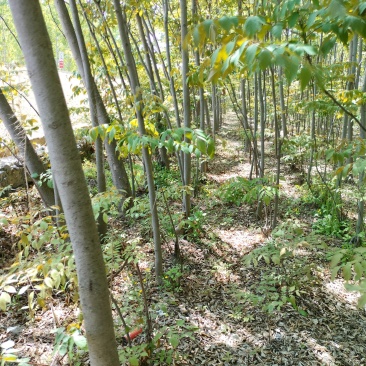 栾树