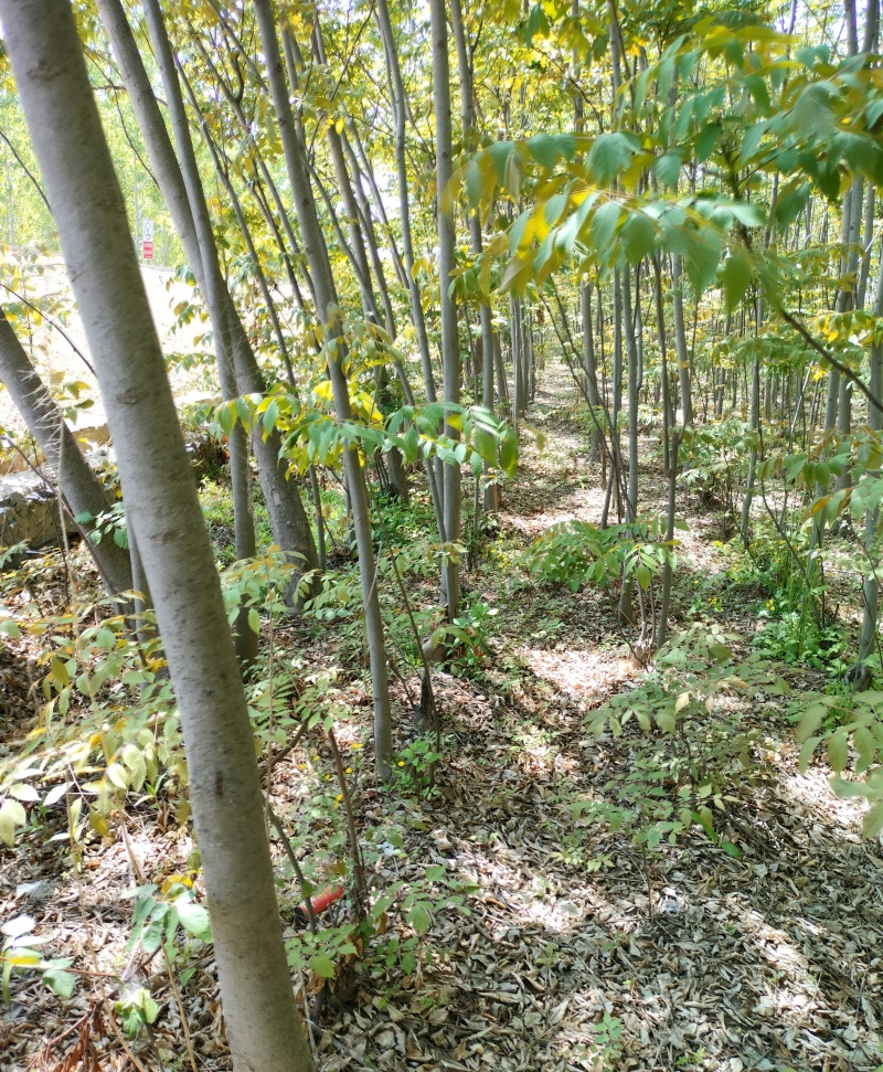 栾树
