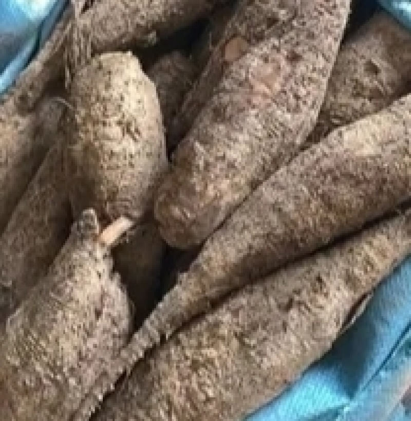 紫茉莉根，又名入地老鼠，钻老鼠。