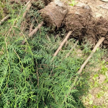 侧柏苗16-18杯无纺布碗产地苗圃直发全国可视频看货