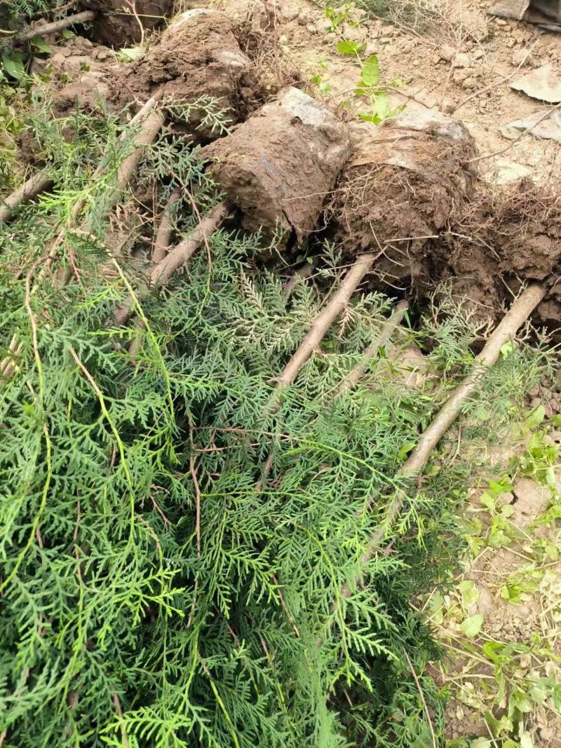 侧柏苗16-18杯无纺布碗产地苗圃直发全国可视频看货