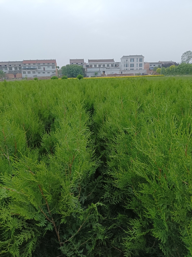 侧柏苗16-18杯无纺布碗产地苗圃直发全国可视频看货