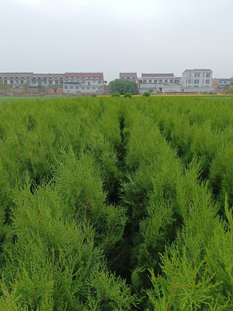 侧柏苗16-18杯无纺布碗产地苗圃直发全国可视频看货