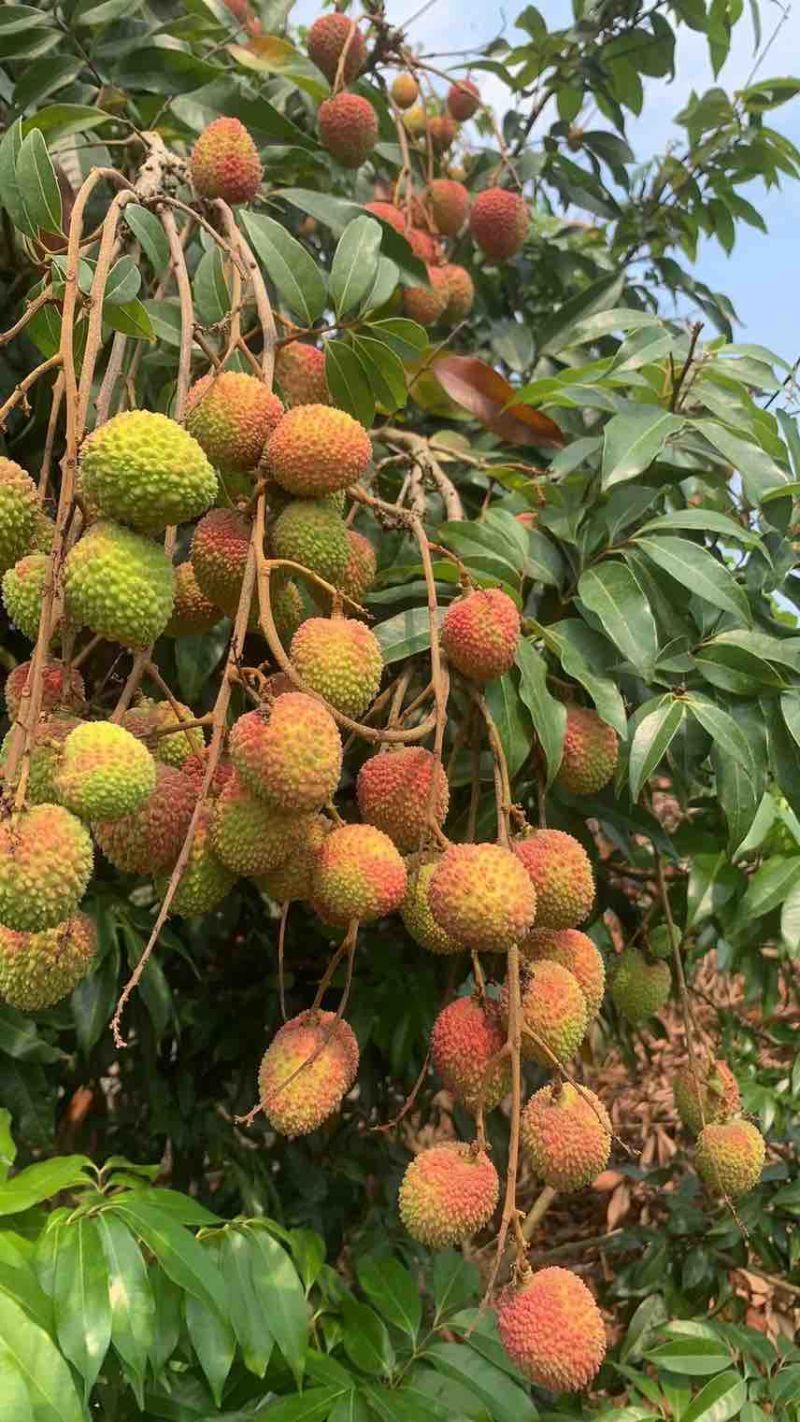 代卖各种荔枝