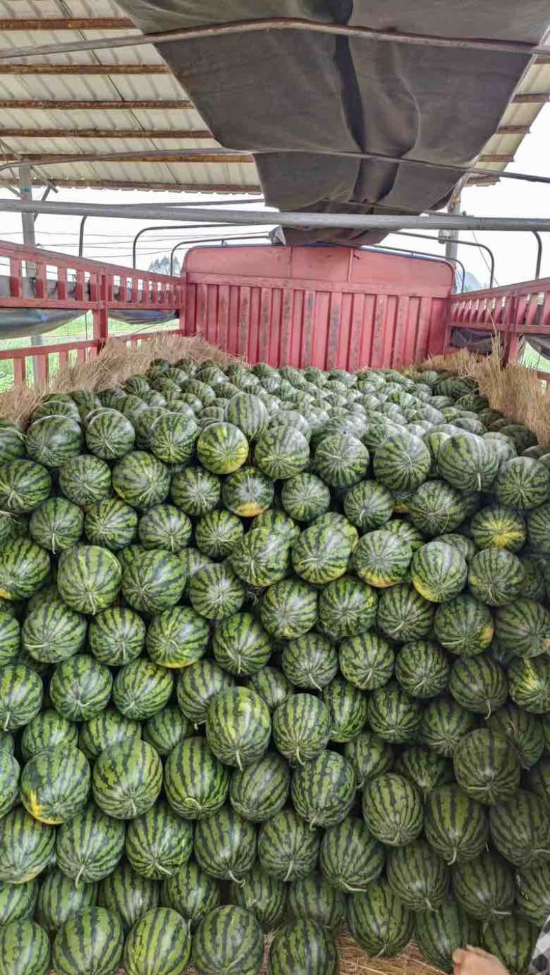 （优质）甜王西瓜🍉皮薄、糖度高、产地发、质量保证、代发全国