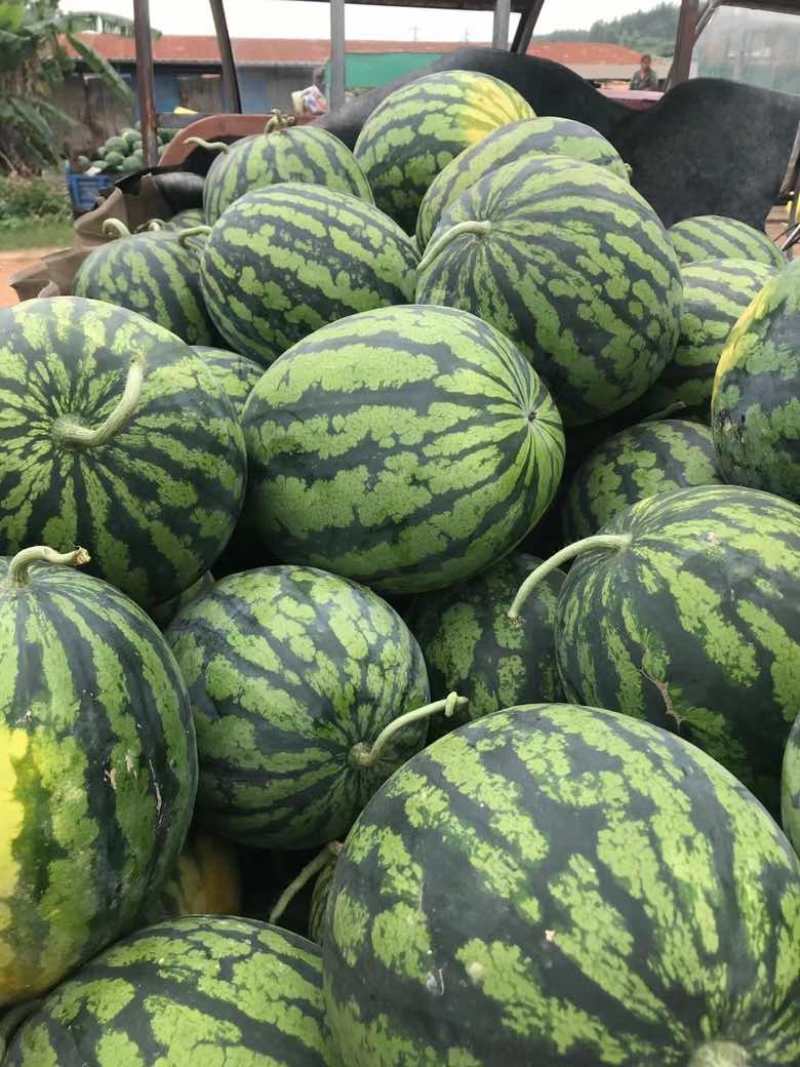 （优质）甜王西瓜🍉皮薄、糖度高、产地发、质量保证、代发全国