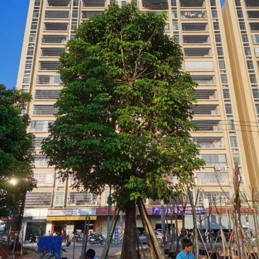秋枫30～40公分基地直销规格齐全欢迎老板来电咨询合作