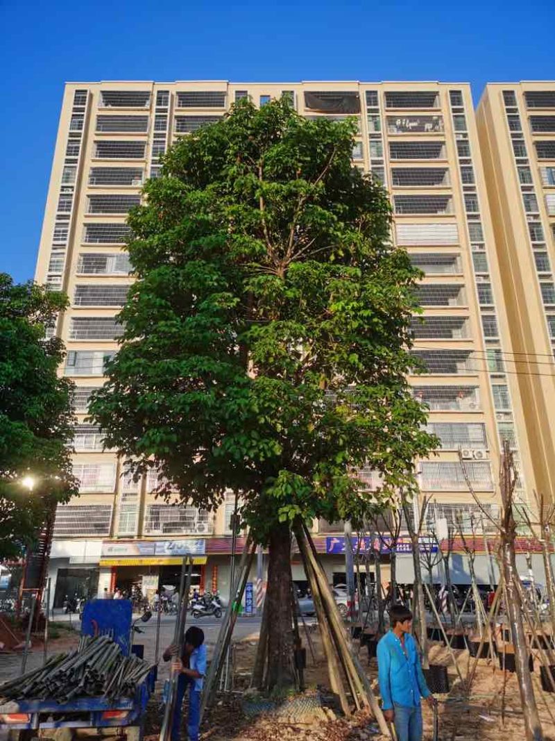 秋枫30～40公分基地直销规格齐全欢迎老板来电咨询合作
