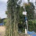 罗汉松苗1至3米基地直销规格齐全欢迎老板来电咨询合作