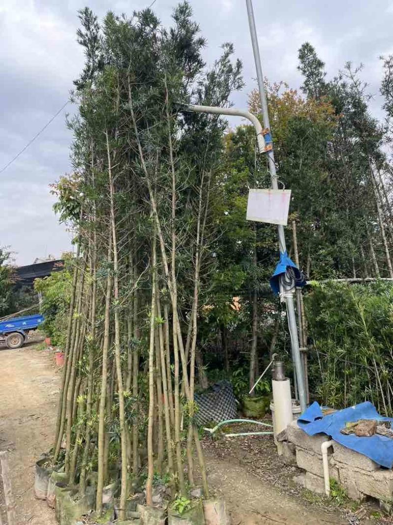 罗汉松苗1至3米基地直销规格齐全欢迎老板来电咨询合作