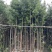 罗汉松苗1至3米基地直销规格齐全欢迎老板来电咨询合作