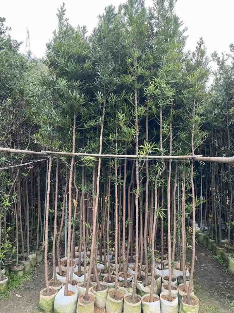 罗汉松苗1至3米基地直销规格齐全欢迎老板来电咨询合作
