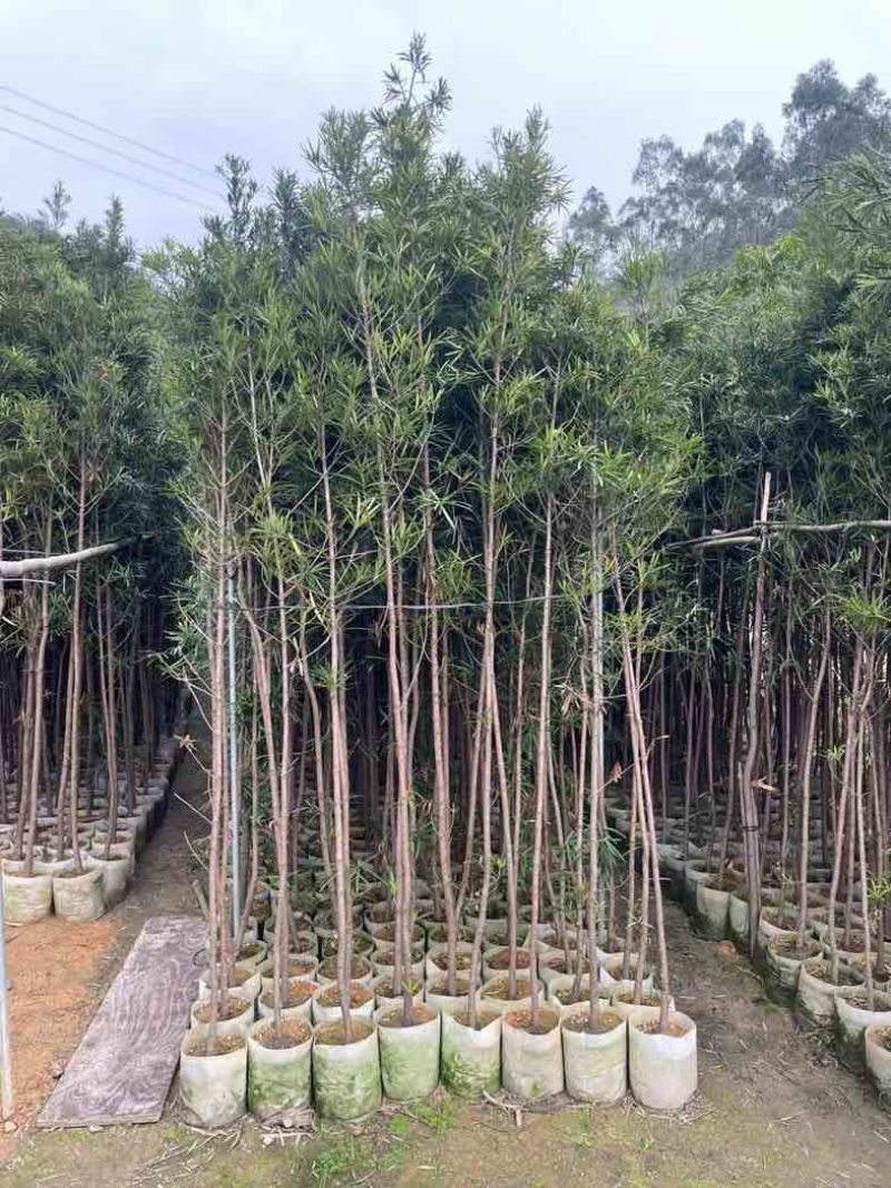 罗汉松苗1至3米基地直销规格齐全欢迎老板来电咨询合作