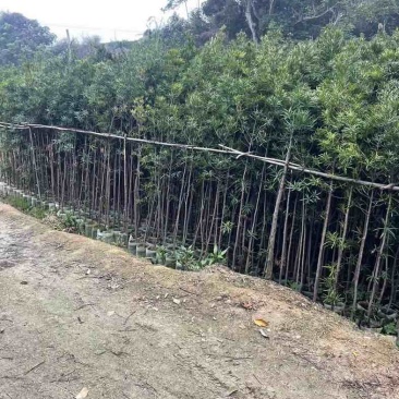 罗汉松苗1至3米基地直销规格齐全欢迎老板来电咨询合作