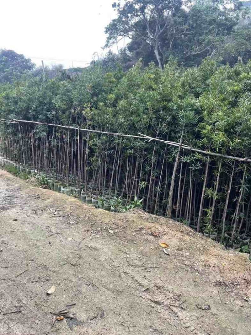 罗汉松苗1至3米基地直销规格齐全欢迎老板来电咨询合作