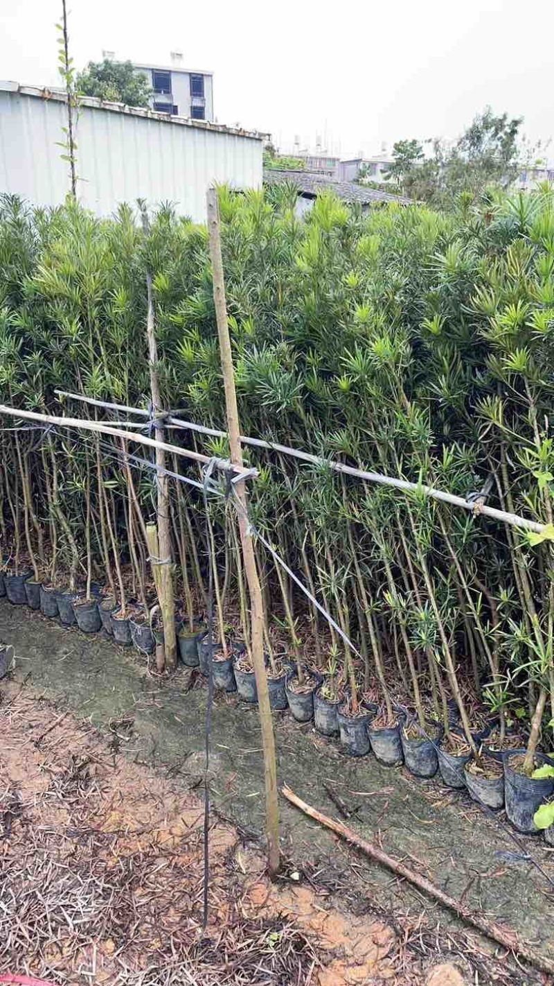 罗汉松苗1至3米基地直销规格齐全欢迎老板来电咨询合作