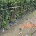 罗汉松苗1至3米基地直销规格齐全欢迎老板来电咨询合作