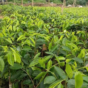 广东电白观珠奇楠沉香树心油金沙叶流油王油叶子