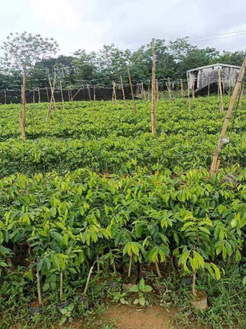 广东电白观珠奇楠沉香树心油金沙叶流油王油叶子