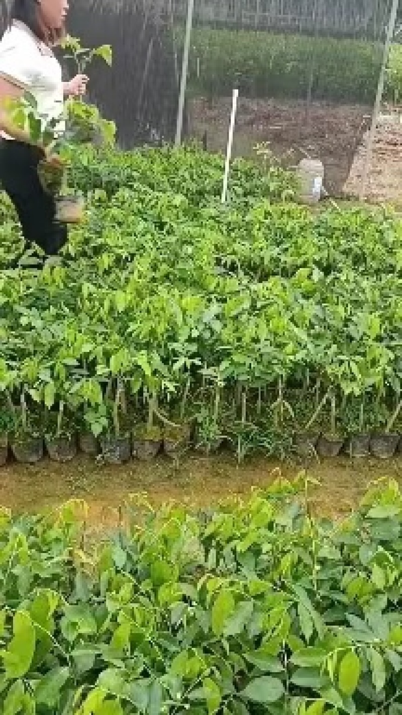 广东电白观珠奇楠沉香树心油金沙叶流油王油叶子