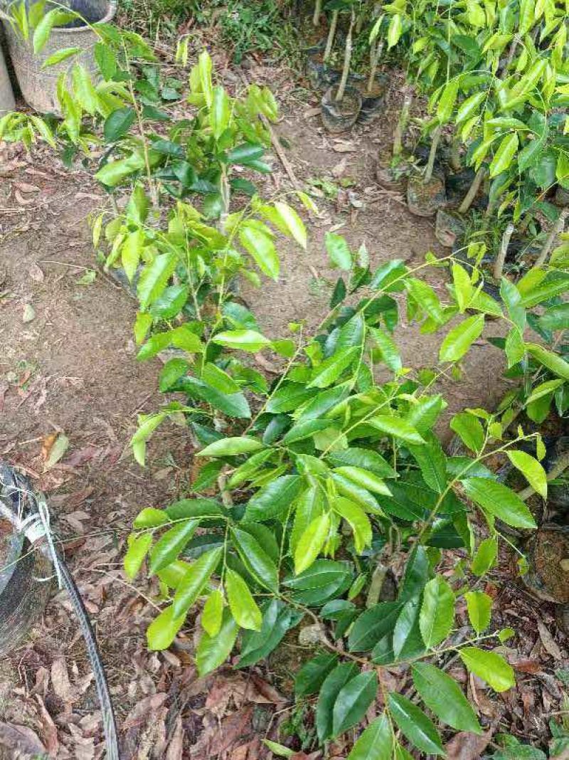 广东电白观珠奇楠沉香树心油金沙叶流油王油叶子