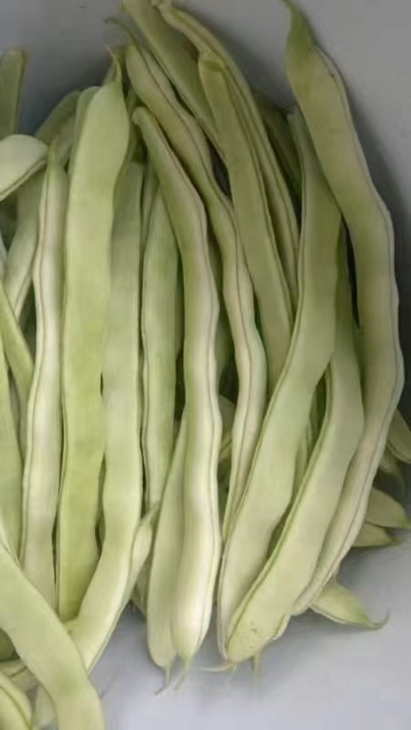 精品芸豆
