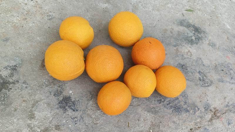 长叶香橙，鲜货，不脱水，果面干净，口感纯甜，