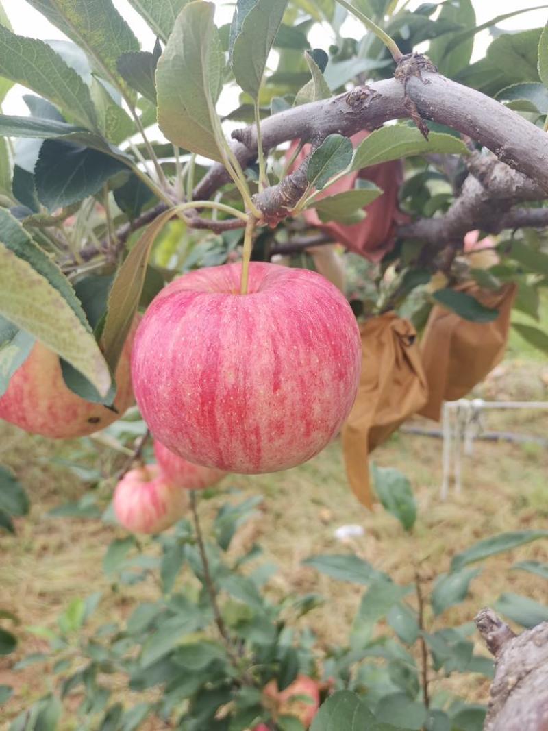 红富士苹果，沂蒙山区大量现货红富士苹果，色泽光亮，糖分十足