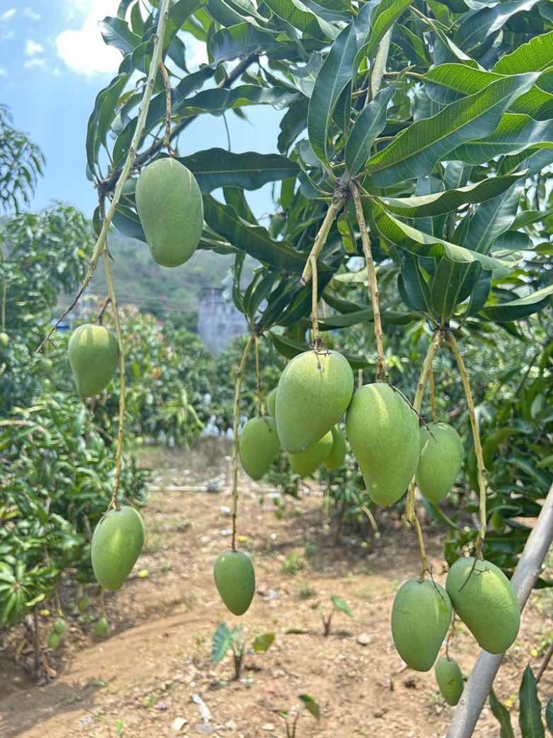 云南芒果台农大量上市产地一手货源，