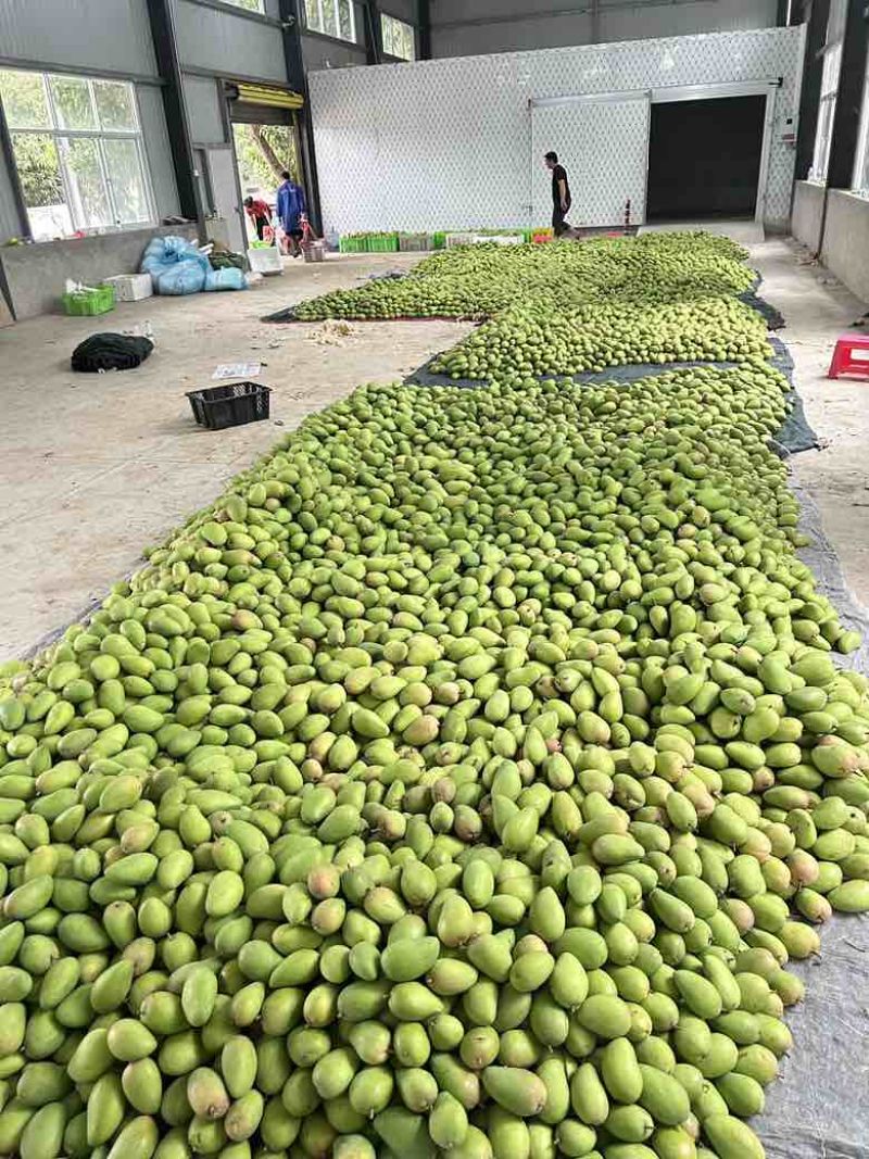 云南芒果台农大量上市产地一手货源，