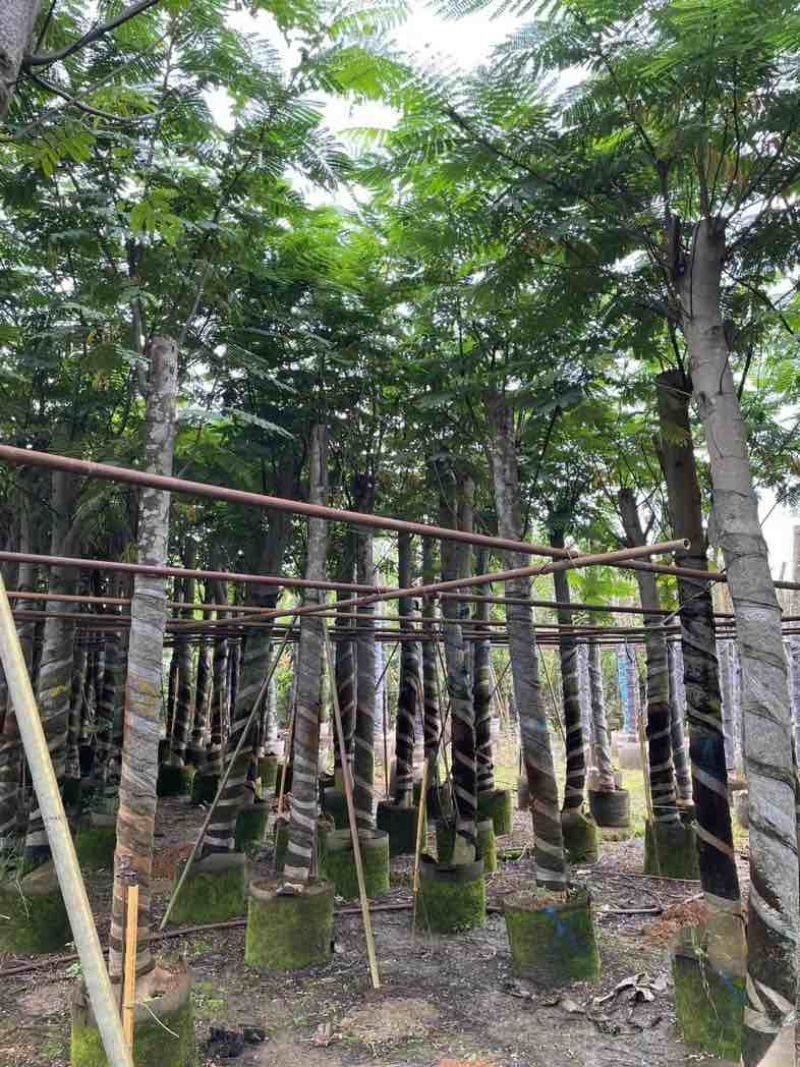 南洋楹10～20公分基地直销规格齐全欢迎老板来电咨询合作