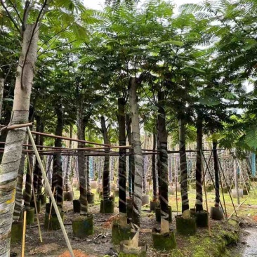南洋楹10～20公分基地直销规格齐全欢迎老板来电咨询合作