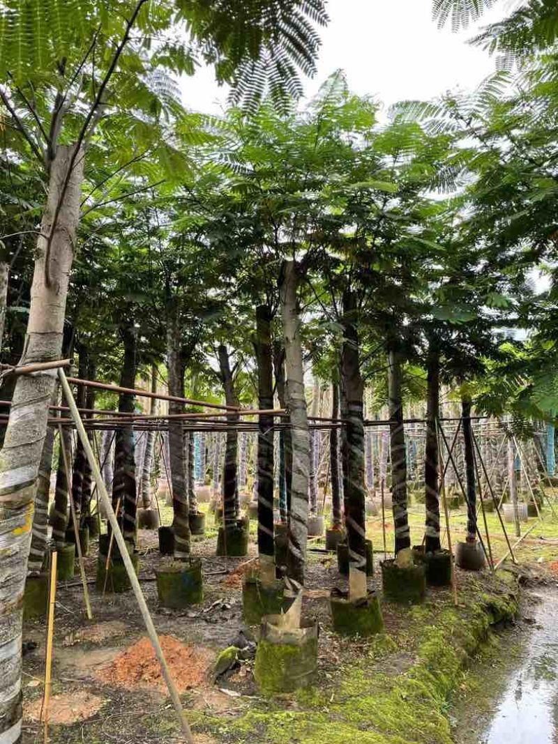 南洋楹10～20公分基地直销规格齐全欢迎老板来电咨询合作