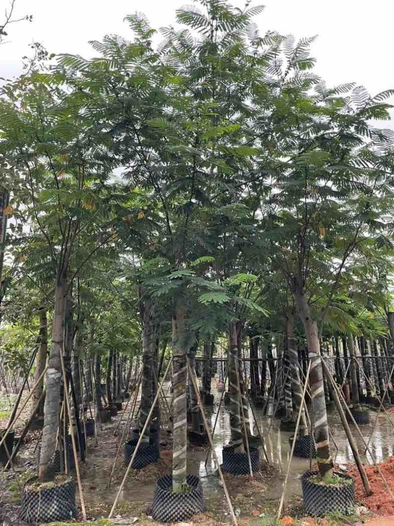 南洋楹10～20公分基地直销规格齐全欢迎老板来电咨询合作