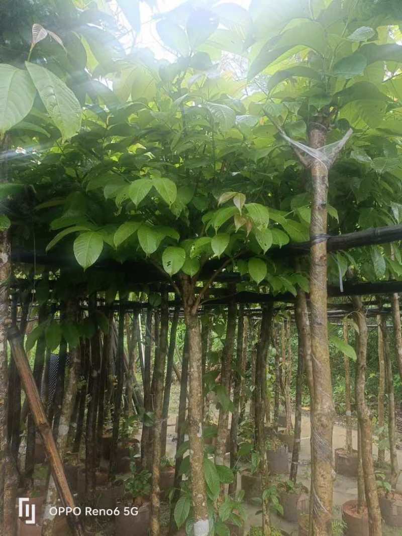 大叶紫薇5～6公分基地直销规格齐全欢迎老板来电咨询合作