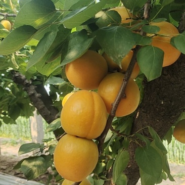 大棚金太阳杏大量上市