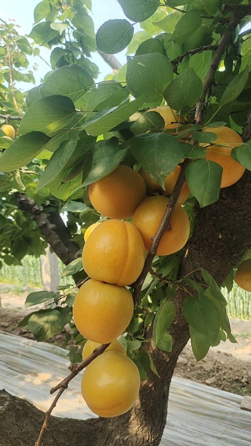 大棚金太阳杏大量上市