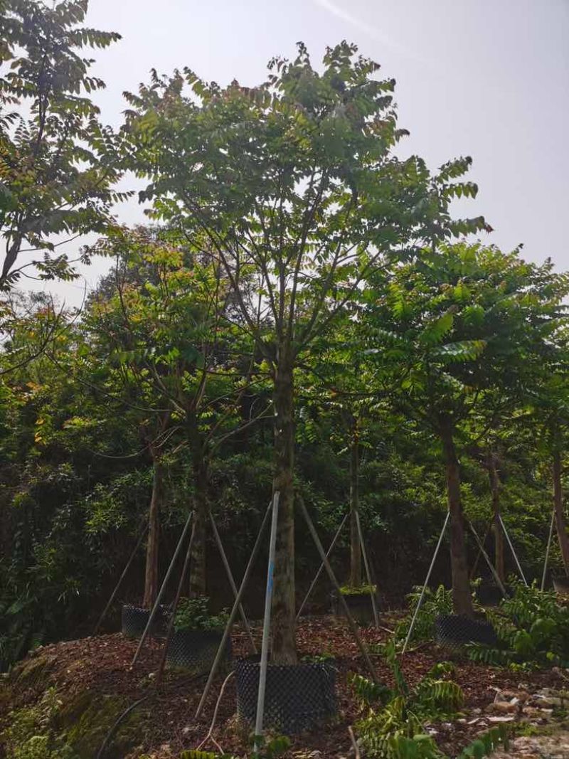 麻楝12～18公分基地直销规格齐全欢迎老板来电咨询合作